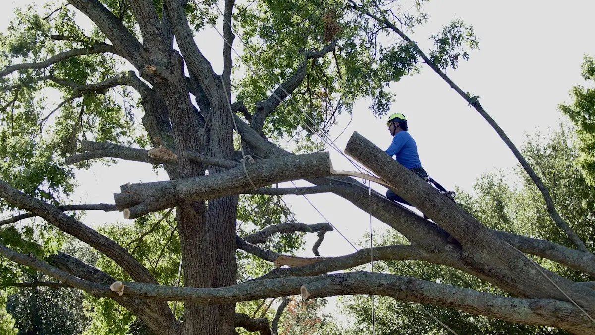 Professional Crown Thinning performed by certified arborists in Gallaway